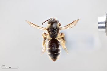 Media type: image;   Entomology 769916 Aspect: habitus dorsal view